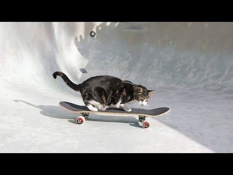 Funny Animals Videos 2022 - Best Cats And Dogs Videos 😂