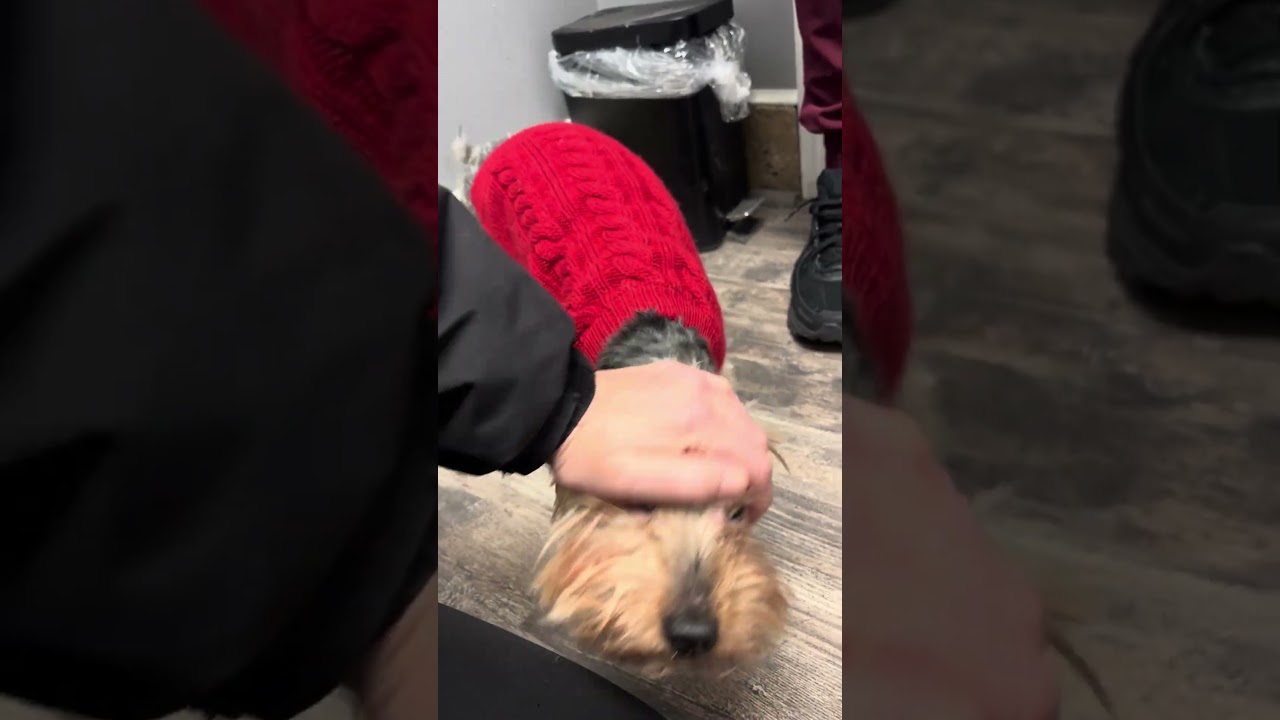 Enlarge Meech, a ADOPTABLE Yorkie Poo in Far Rockaway, NY video 2/2