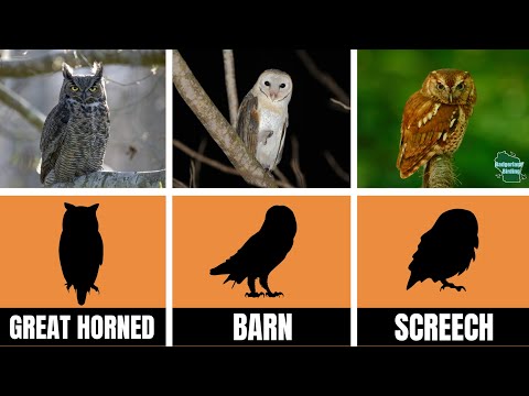 The ULTIMATE Owl Identification Guide! (United States)
