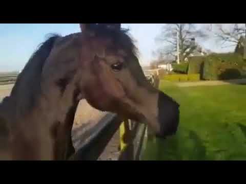 ‎ أف أس ماغنومس مادونا الحصان العربي FS MAGNUMS MADONNA