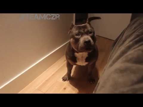 Talking dog Czr. American Bully is so smart!