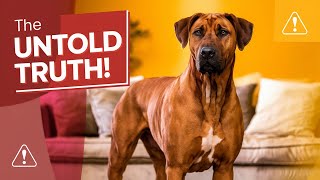 Is The Rhodesian Ridgeback The Perfect Family Dog