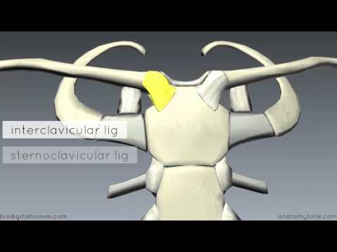 Artroza articulației acromio-claviculară