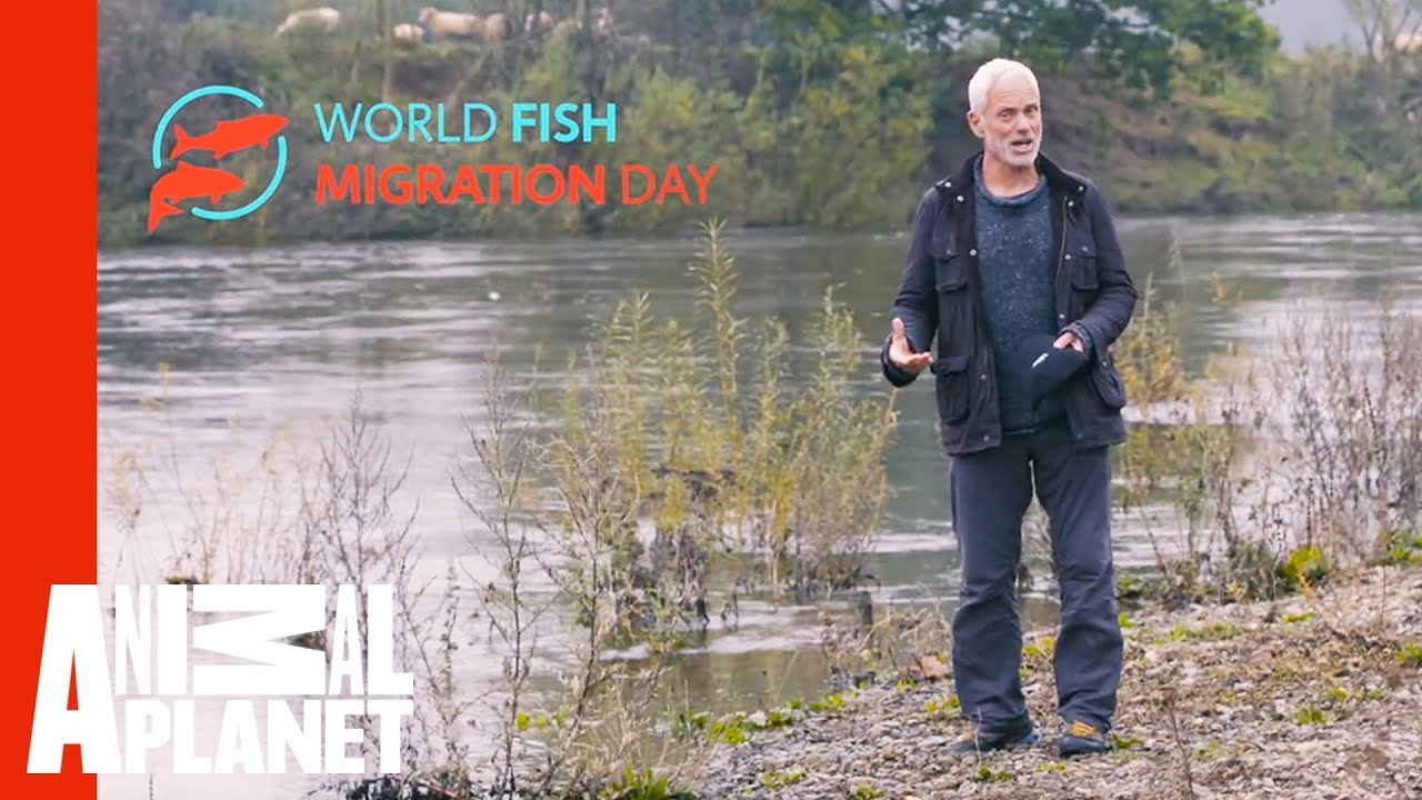Join Jeremy Wade In Celebrating World Fish Migration Day