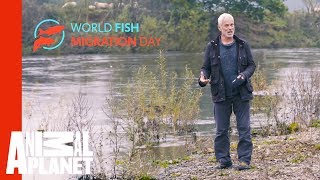 Join Jeremy Wade In Celebrating World Fish Migration Day by Animal Planet