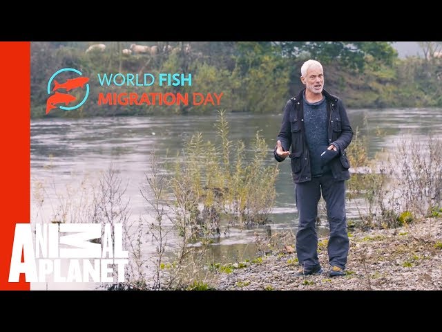 Join Jeremy Wade In Celebrating World Fish Migration Day