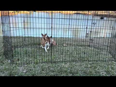 Trace, Truett, & Tucker - Red Males - DOB: 12/23/25