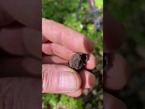 german army gear button #ww1 #ww2 #metaldetecting #xpdeus2