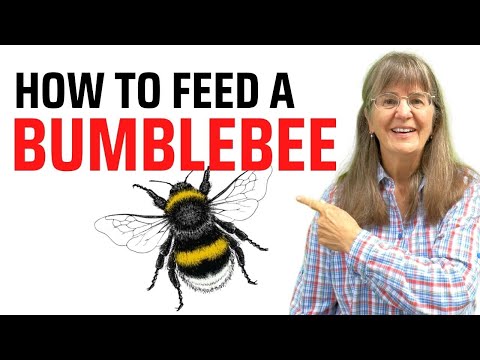 How to Feed a Bumblebee 🐝 With Sugar-Water Syrup [RECIPE]