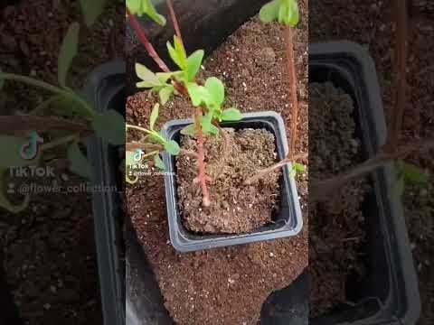 фото жимолость 0