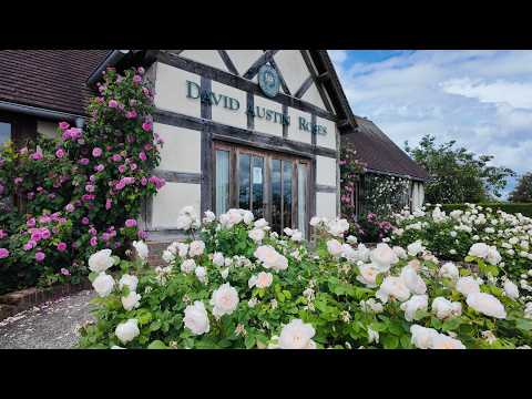 #62 Step Inside England’s Hidden Rose Paradise (David Austin Walled Garden Tour)