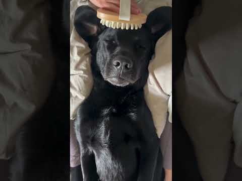 My dog got a massage!! #massage #spa #dog #dogs #labrador #labradors #dogshorts