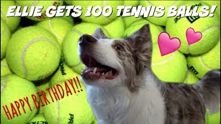 SURPRISING MY DOG WITH 100 TENNIS BALLS | HAPPY BIRTHDAY ELLIE! by Maddie Smith