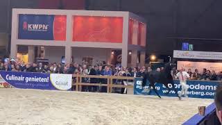 Le Formidable, champion des étalons KWPN 2019, disponible à la reproduction