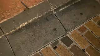 Main Street U.S.A. Hidden Mickey