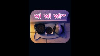 Download lagu 10 Hours of Wi Wi Wi Cat mp3