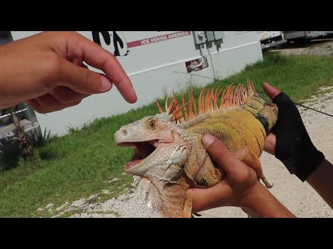 Are Iguanas Dangerous?¿BLOODY