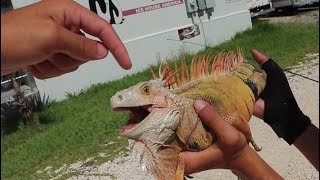 Are Iguanas Dangerous?¿ WE CAUGHT A MEAN ONE