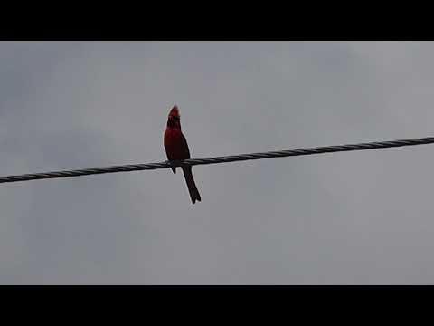 nature in my backyard episode 278 (HD)