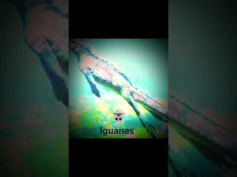 Lizard that looks like Godzilla #iguana #sailfinlizard #tuatara #komododragon #godzilla #shorts