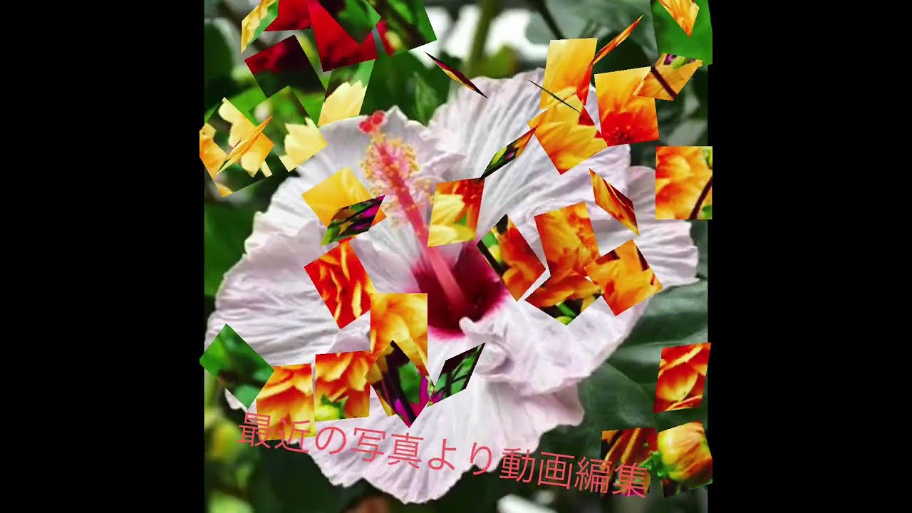 ひと休み　10月の花々　#音楽　#邦楽　#オリエンタル　#板津昇龍　#クラシック　#ビジネス　#リラックス　#グルメ