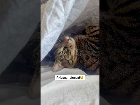 😽 #bubacat #cat #terry #terrylife #funny #georgia #batumi #batumicat #thecatterry #catlife