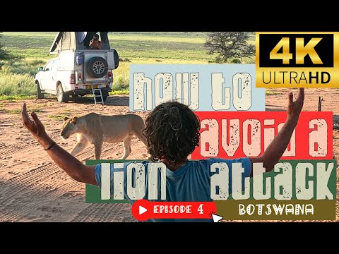 HOW TO AVOID GETTING ATTACKED BY LIONS WHILE CAMPING | Bush Tutorial | Botswana | 4K