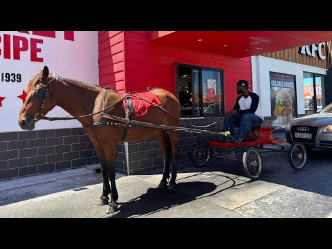 I TOOK A HORSE TO A DRIVE THRU 