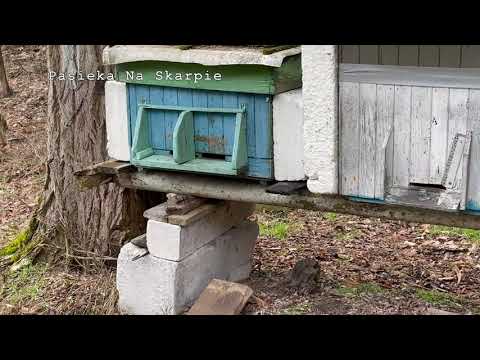 #17 Forgotten apiary - should I take it? ;) 21/03/2021 4K