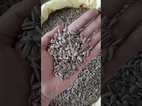 Dried black striped sunflower seeds for bird, 5%