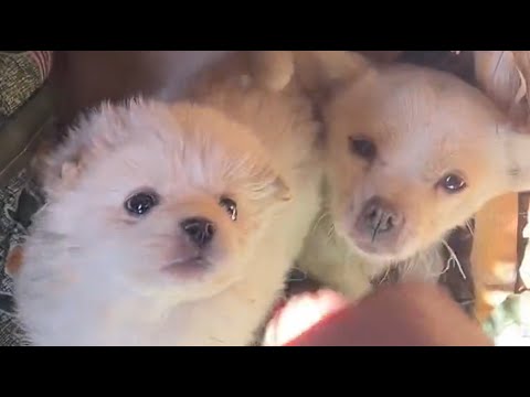 She was bullied by big dogs, but the man saved her. The next day, she returned with her puppies.