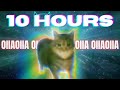OIIA OIIA CAT 10 HOURS