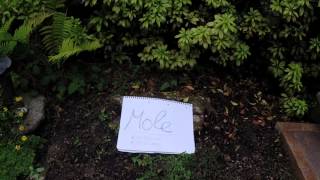 The MadCaps - Requiem for a mole (HD)