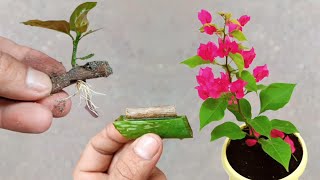 Growing bougenvillea by cutting stems with amazing aloe vera effect fast root | Best rooting hormone