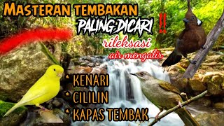 Download lagu MASTERAN TEMBAKAN MURAI BATU PALING DICARI DENGAN RILEKSASI AIR MENGALIR mp3
