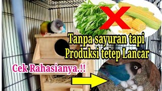 Download lagu Ternak Lovebird pemula sangat simpel ‼️Tanpa sayuran tapi produksi lancar. mp3 Download lagu Ternak Lovebird pemula sangat simpel ‼️Tanpa sayuran tapi produksi lancar. mp3