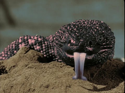 Sci-fi’s Greatest Hits, #33: "The Mushroom Song" from "The Giant Gila Monster" (color version).