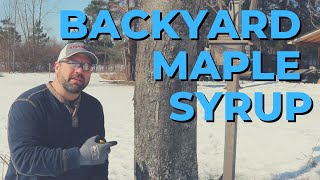 Backyard Maple Syrup Part 1 - Tapping Trees and Collecting Sap