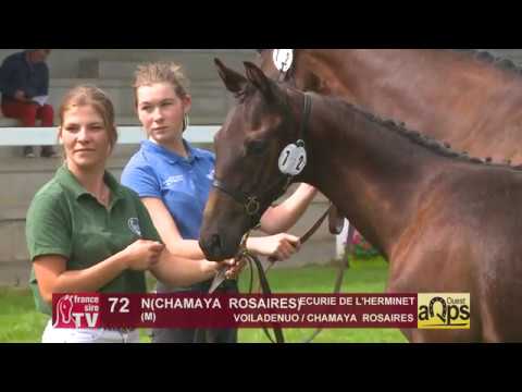 Show Aqps Ouest 2019 : Lot 72 - N(CHAMAYA  ROSAIRES 2019)