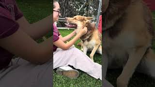 Video preview image #1 Siberian Husky Puppy For Sale in Pasadena, CA, USA