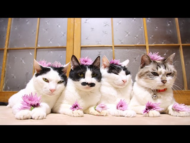 【もってのほか】頭にチョコンとお花をのせたかわいい猫たちのサムネイル画像
