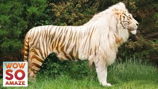 Top 5 Amazing Hybrid / Cross-Breed Animals