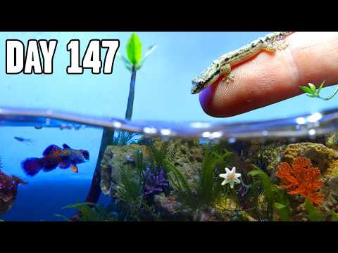 Building a Tiny Beach Ecosystem (with 26 creatures)