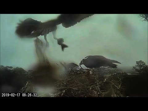 Fish amid raindrops & mist, clean getaway for Scarlett ~ ©CornellLabs, Savannah Ospreys