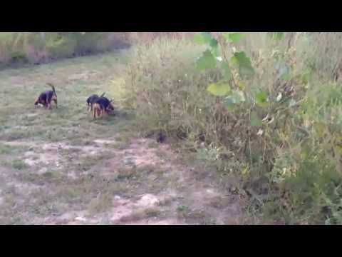 CANE CUTTER DOGS IN ACTION