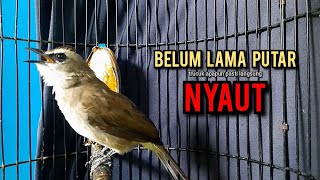 Download lagu trucukan gacor TARUNG ROPEL PANJANG pancingan trucukan agar bunyi jadikan burung trucuk gacor NYAUT mp3