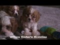 Cavapoo dogs for sale: Arthur - Video 1