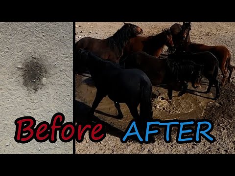 WE Fixed A Hidden Secret Spring To Water The Thirsty Wild Horses In The Desert. It Worked!