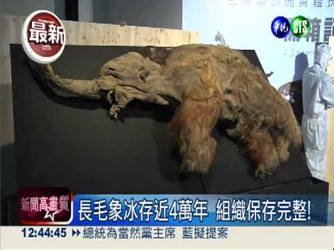 冰存近4萬年 珍貴"長毛象"完整展出