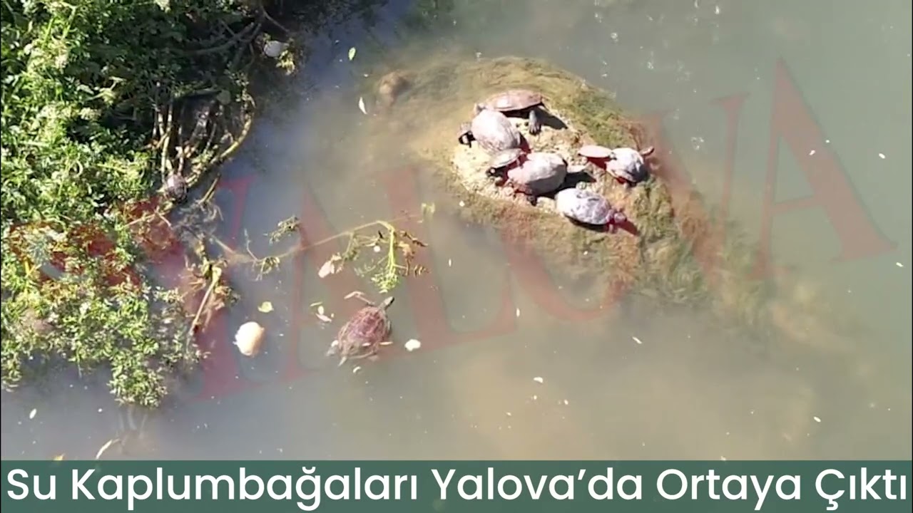 Su Kaplumbağaları Yalova’da Ortaya Çıktı